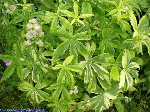 Astrantia major 'Sunningdale variegated'