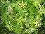 Astrantia major 'Sunningdale variegated'