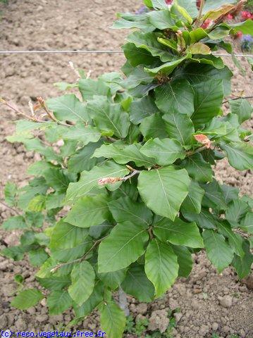 Fagus sylvatica 