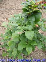 Fagus sylvatica 