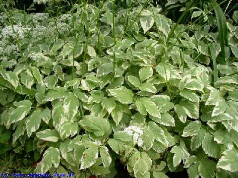 Aegopodium podagraria 'Variegatum'