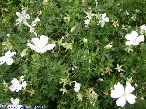 Geranium  'Kashmir white'