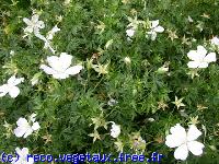 Geranium  'Kashmir white'