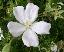 Geranium  'Kashmir white'