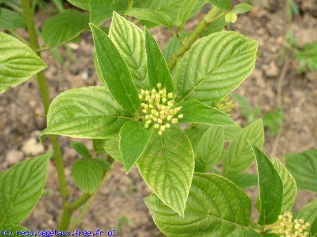 Cornus stolonifera 'Flaviramea'