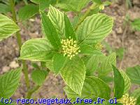 Cornus stolonifera 'Flaviramea'