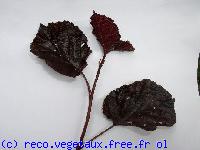 Corylus maxima 'Purpurea'