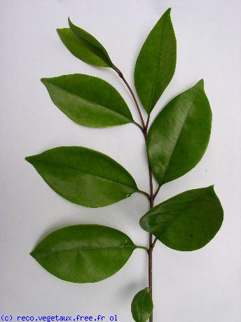 Ligustrum lucidum 