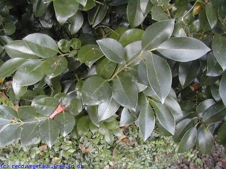 Ligustrum lucidum 