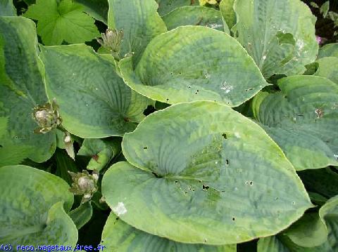 Hosta sieboldiana 'Frances williams'