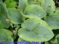 Hosta sieboldiana 'Frances williams'