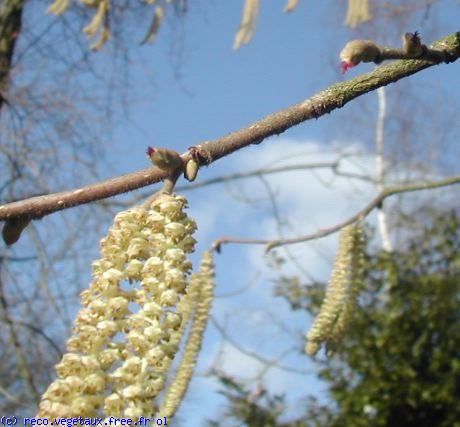 Corylus avellana 