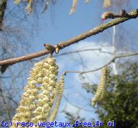 Corylus avellana 