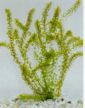 Elodea canadensis 