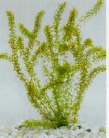 Elodea canadensis 