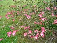 Cornus florida 