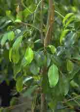 Ficus benjamina 