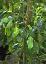 Ficus benjamina 