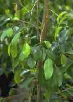 Ficus benjamina 