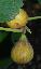 Ficus carica 
