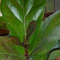 Ficus lyrata 