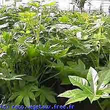 Fatsia japonica 