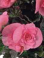 Begonia x tuberhybrida 