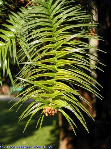 Cunninghamia lanceolata 