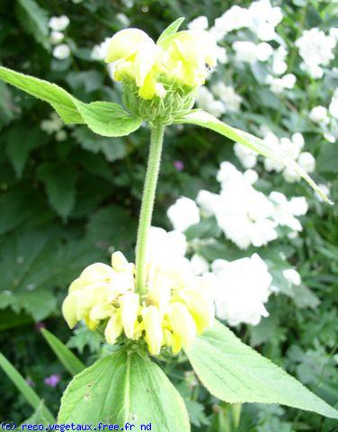 Phlomis russeliana 