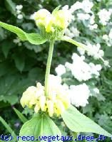 Phlomis russeliana 