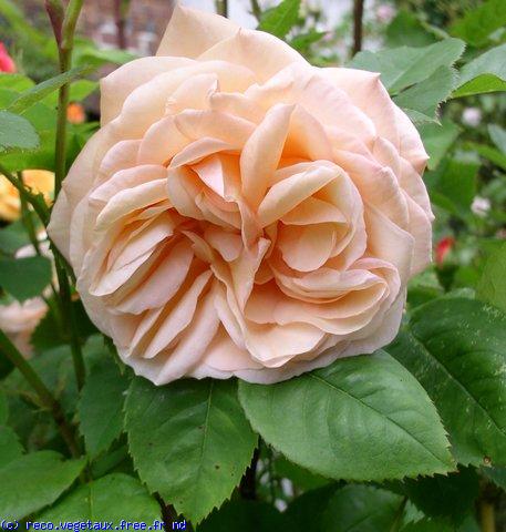 Rosa  'Charles austin'