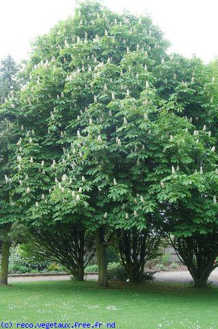 Aesculus hippocastanum 