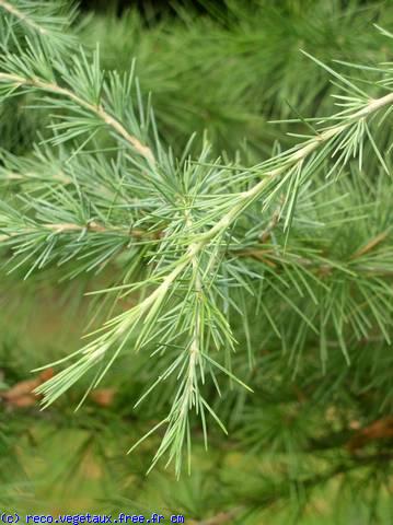 Cedrus deodara 