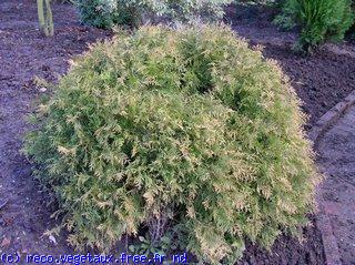 Thuja occidentalis 'Rheingold'