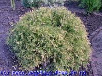 Thuja occidentalis 'Rheingold'