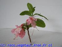 Azalea mollis 