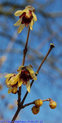 Chimonanthus praecox 