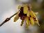 Chimonanthus praecox 