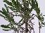 Lavandula angustifolia 