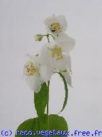 Philadelphus lemoinei 'Avalanche'