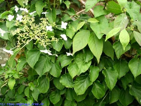 Hydrangea petiolaris 