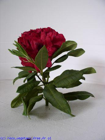 Rhododendron x '?4'