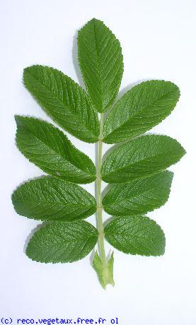 Rosa rugosa 