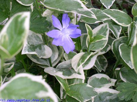 Vinca major '?'