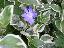 Vinca major '?'