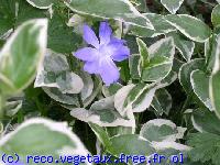 Vinca major '?'