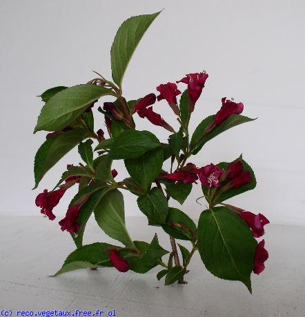 Weigela x 'Bristol ruby'