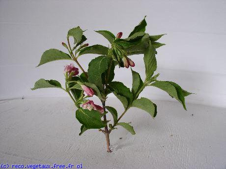 Weigela x 'Fline'