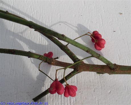 Euonymus europaeus 