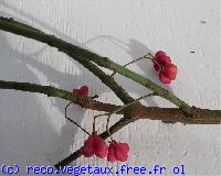 Euonymus europaeus 